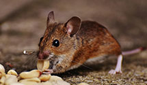 24 Hour & Emergency Exterminators in Attica Junction, OH